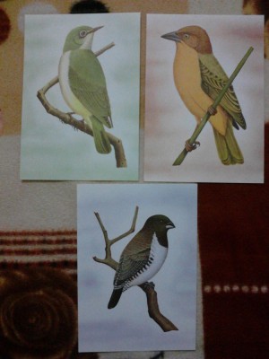 CP Ilustrate set de 3 fauna pasari foto