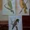 CP Ilustrate set de 3 fauna pasari