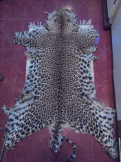 blana de leopard si piele de sarpe 3.5 m lungime foto