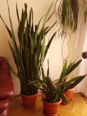 Sansevieria foto