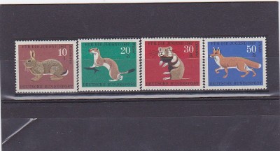 Fauna ,animale de blana, Germania. foto
