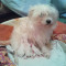 Vand Bichon Maltez