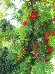 Seminte Tisa (Taxus baccata) - fructe comestibile foto