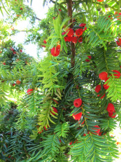 Seminte Tisa (Taxus baccata) foto