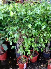 VAND FICUS BENJAMINA,INALTIME 2,50 M foto