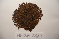 SEMINTE MIMOZA - Mimosa pudica - 50 buc - 10 lei foto