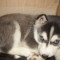 Vand pui Husky ( femela )
