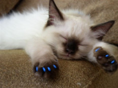 Unghii false Pisici silicon ghiare nail caps pt pisica petshop cats impotriva scarpinatului foto