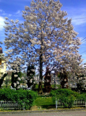 Seminte arbore Paulownia(arborele printesei) - 400 buc - 10 lei foto