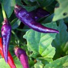 Seminte ardei iuti chili &amp;quot;Purple Cayenne&amp;quot; foto