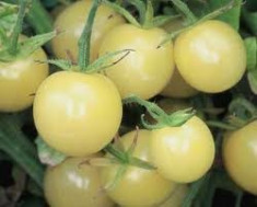 Seminte rosii &amp;quot; White Cherry &amp;quot; foto