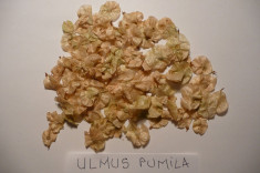 SEMINTE ULM DE GARD VIU - Ulmus pumila - 150 buc - 10 lei foto