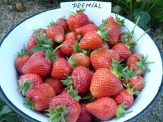 stoloni capsuni Premial foto