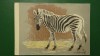 Vedere zebra - motiv animale salbatice - necirculata