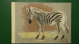 Vedere zebra - motiv animale salbatice - necirculata