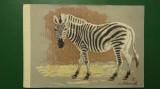 Vedere zebra - motiv animale salbatice - necirculata