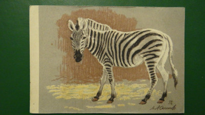 Vedere zebra - motiv animale salbatice - necirculata foto