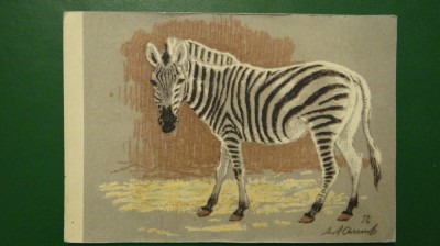 Vedere zebra - motiv animale salbatice - necirculata foto