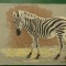 Vedere zebra - motiv animale salbatice - necirculata