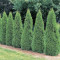 TUIA SMARALD - Thuja occidentalis &#039;Smaragd&#039; - 6 lei