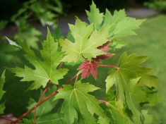 ARTAR ARGINTIU - Acer Saccharinum - 15 lei foto