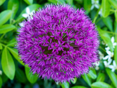 ALIUM PURPLE SENSATION 2 buc = 5 Ron foto