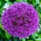 ALIUM PURPLE SENSATION 2 buc = 5 Ron