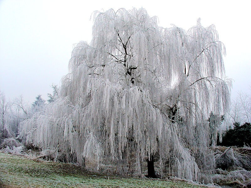 SALCIE PLETOASA - Salix babylonica - 6 lei | arhiva Okazii.ro