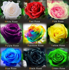 9 culori trandafiri , orhidee - maimuta, trandafir &amp;quot;dragonul negru&amp;quot;, &amp;quot;miezul noptii&amp;quot;etc foto