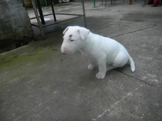 pui bull terrier alb foto