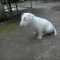 pui bull terrier alb