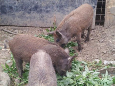 Porci Mistreti cu acte in regula foto