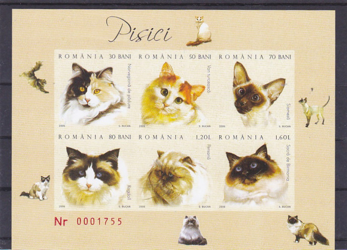 Pisici de rasa colita ND ,nr lista 1707a ,Romania.