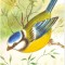 Fauna - Pasari - Pitigoi albastru