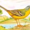 Fauna - Pasari - Codobatura galbena