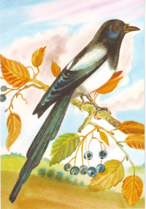 Fauna - Pasari - Cotofana