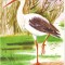 Fauna - Pasari - Barza alba