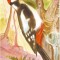 Fauna - Pasari - Ciocanitoare pestrita mare