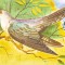 Fauna - Pasari - Cuc