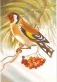 Carte Postala: Fauna - Pasari - Sticlete - Colectie