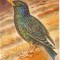 Fauna - Pasari - Graur