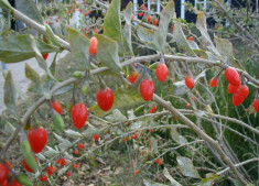 GOJI BERRY- Lycium barbarum &amp;amp;ndash; 3,5 lei foto