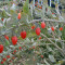 GOJI BERRY- Lycium barbarum &amp;ndash; 3,5 lei