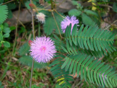 MIMOZA - Mimosa pudica &amp;amp;ndash; 10 lei foto