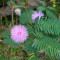 MIMOZA - Mimosa pudica &amp;ndash; 10 lei