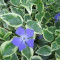 SASCHIU - Vinca major variegata - 4 lei