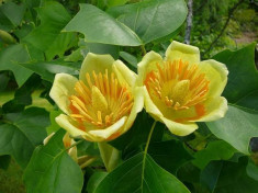 ARBORELE DE LALEA sau liriodendron tulipifera foto