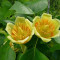 ARBORELE DE LALEA sau liriodendron tulipifera