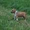 Vand Catelusa Amstaff din parinti cu pedigree