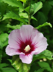 HIBISCUS, TRANDAFIR CHINEZESC - Hibiscus syriacus &amp;amp;ndash; 6 lei foto